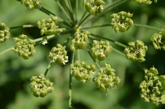 Heracleum sphondylium (Apiaceae)